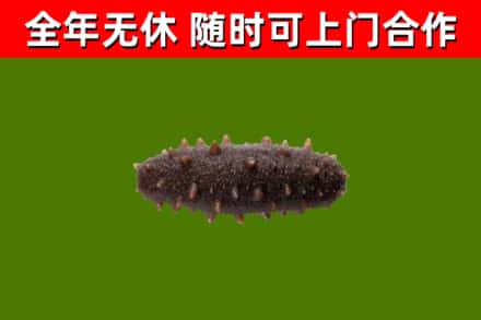 九寨沟县烟酒回收干海参.jpg